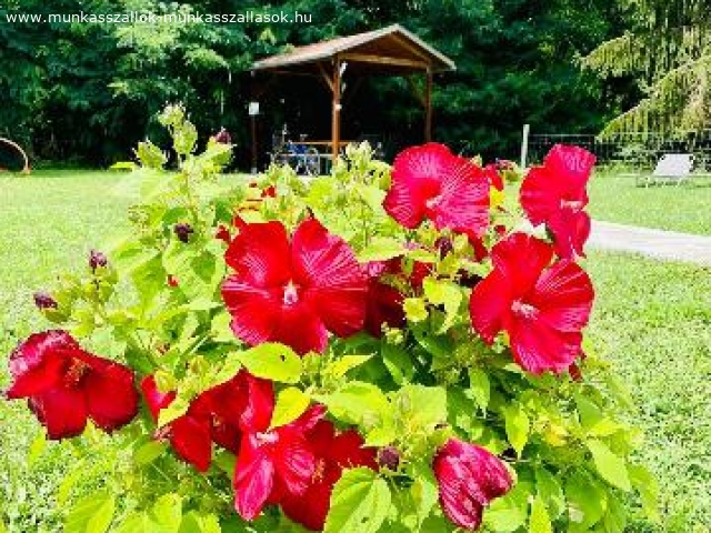 E Somogy Munkasszallas 410 7