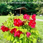 E Somogy Munkasszallas 410 7 T